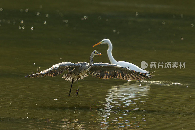 落灰鹭(Ardea cinerea)